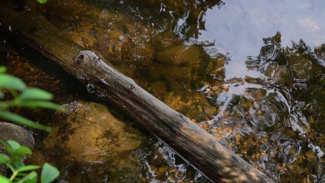 Sunlight dapples the water surface as ripples shift over a sunken log