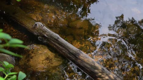 sunlight dapples the water surface as ripples shift over a sunken log