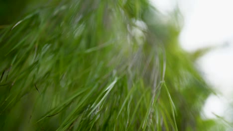 bamboo-long-thin-green-leaves-shallow-depth-of-field-Hawaii-Big-Island