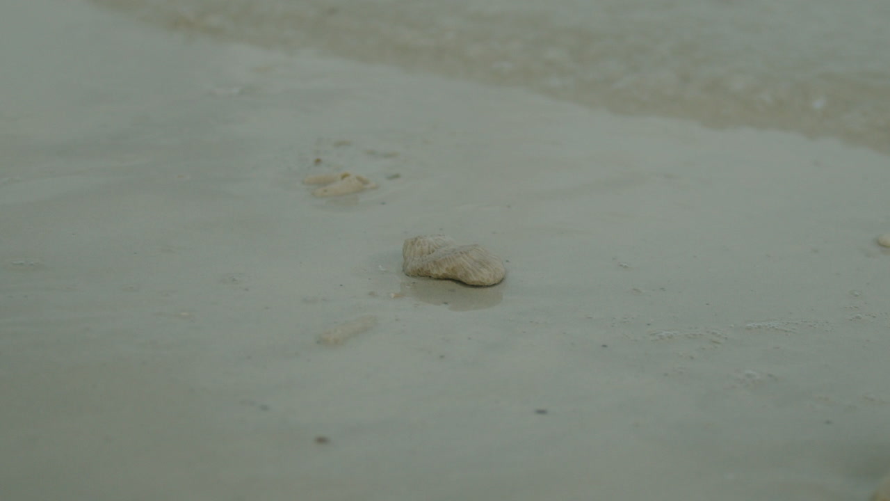 바다 해안에 있는 껍질이 물로 덮여 있는 슬로우 모션 샷