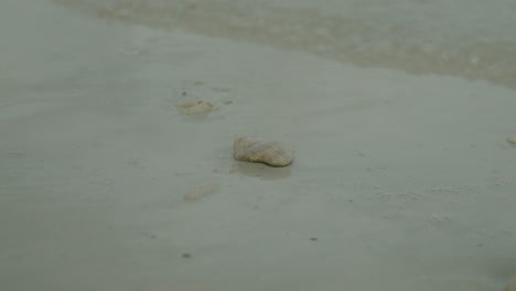 Slow-motion-shot-of-a-shell-on-the-ocean-shore-being-covered-by-water