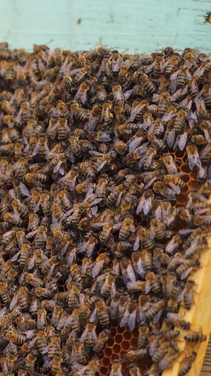 Working bees produce honey. Cute brown useful bees crowl on frame near hives. Apiculture concept. Vertical video