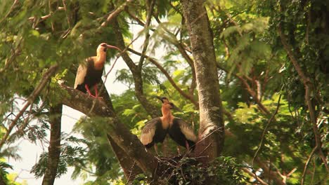 three-ibis-birds,-buff-necked-ibis,-screeching-in-tree-nest,-sunny-mangrove-forest,-sunlight-on-sunny-vivid-day