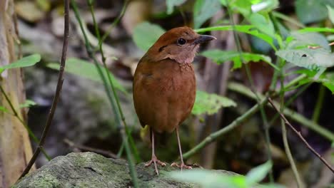 皮塔 (pitta)  (rusty-necked pitta) 是一種自信的雀鳥,在高海拔的山林中生長,在泰國有很多地方可以找到這隻雀鳥