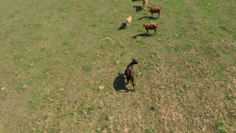 AERIAL:-Reveal-Drone-Shot-of-Herd-of-Beautiful-Brown-Cows-that-are-Grazing-Grass-on-a-Hill-Meadow-With-Forest-and-Road-in-The-Background