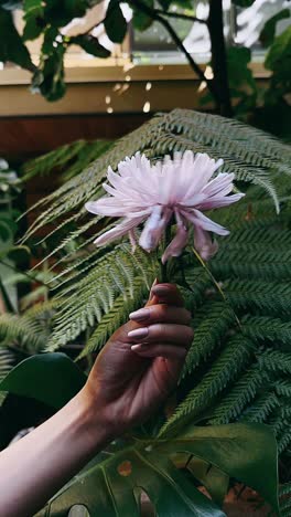 pink chrysanthemum in a greenhouse