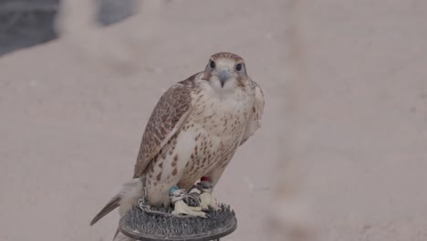 falcon perched outdoors, keen gaze, desert background, wildlife scene, daylight