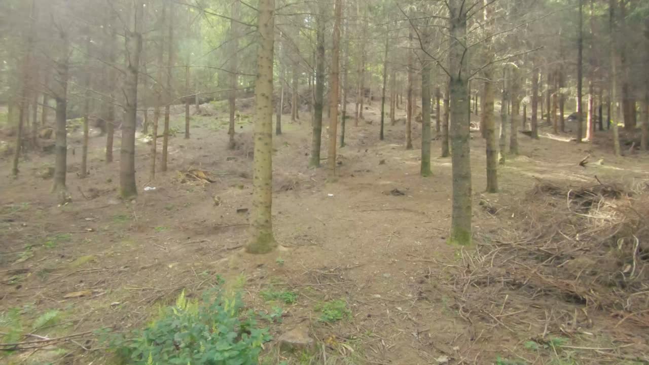 Sunlit Forest Trees and Woodland Floor