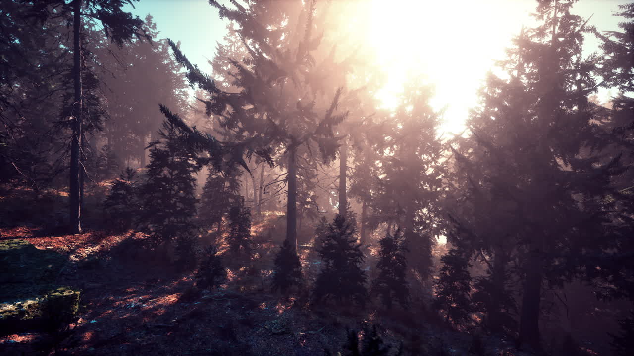 bosque de pinos de otoño en una mañana brumosa