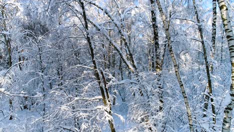 Verschneite-Äste-Im-Wald.-Wintermärchen-Hintergrund