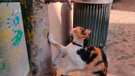 gato bebiendo agua del grifo que gotea, calle de piedra al aire libre, plano medio