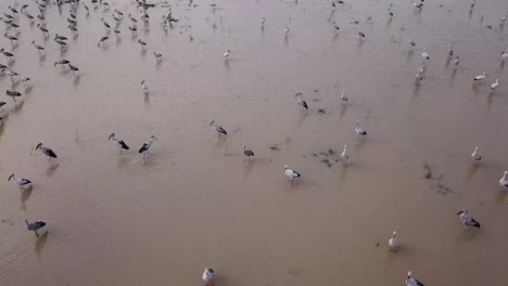 Asian-openbill-are-highly-social-and-form-large-group-look-for-food