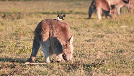 a kangaroo grazes in a sunlit field as a willie wagtail bird perches on its back. warm, natural lighting and steady camera capture the tranquil scene