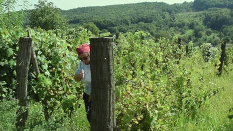 woman inspects and walks through a vineyard while eating a grape