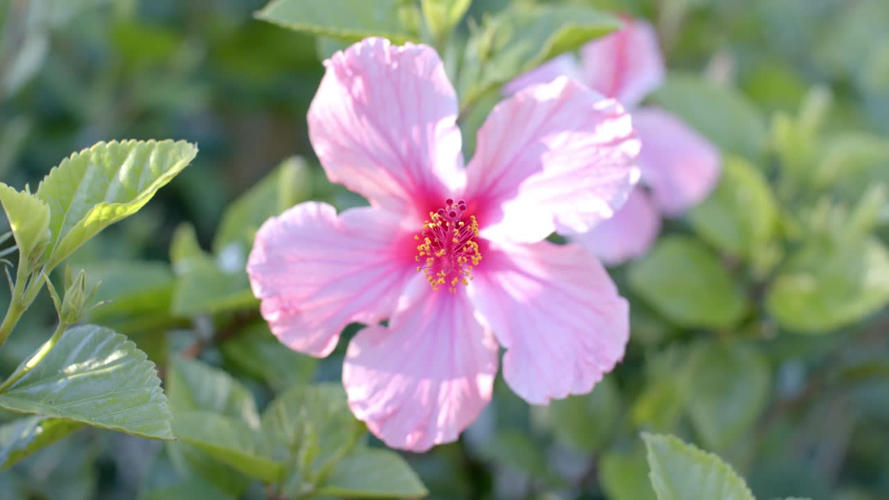 primer plano de flores rosadas con hojas verdes en un día soleado, cámara lenta