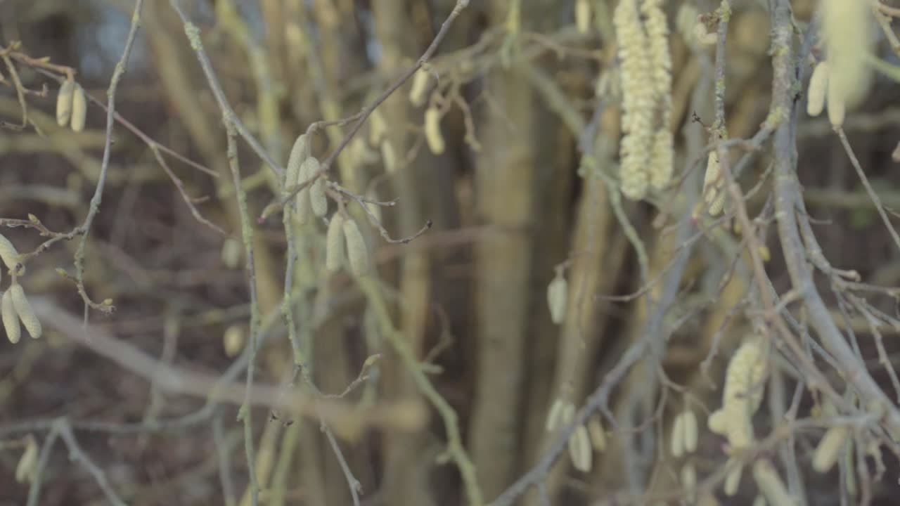 Catkins hanging from bare tree in woodland signal early spring