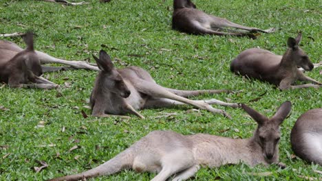 kangaroos lounging and interacting in a grassy field