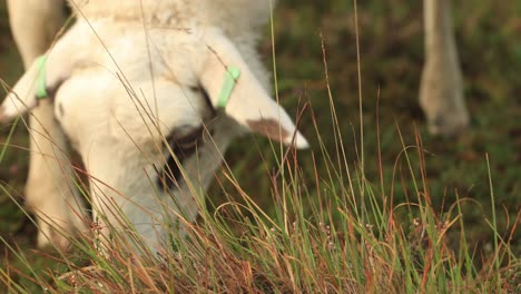 grazing marked sheep in heather moorland field closeup in early morning first light with dewdrops still on the grass clump