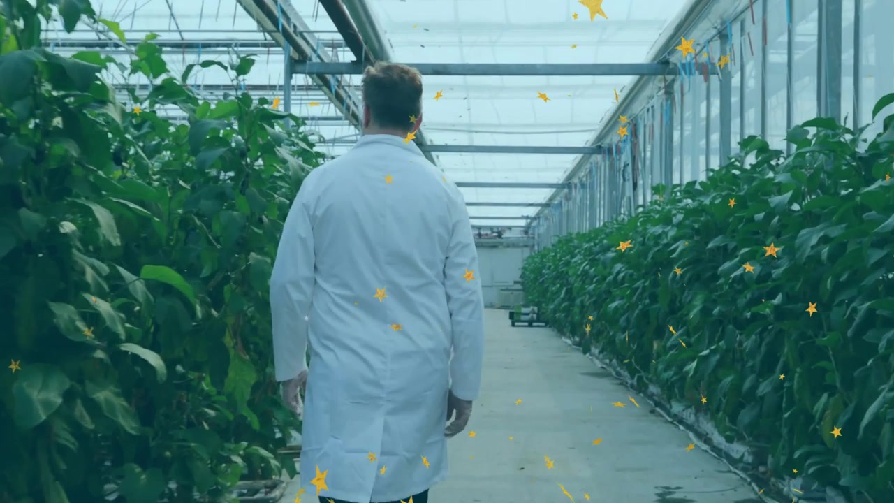 Researcher entering greenhouse aisle inspecting foliage for plant research, animated stars drifting