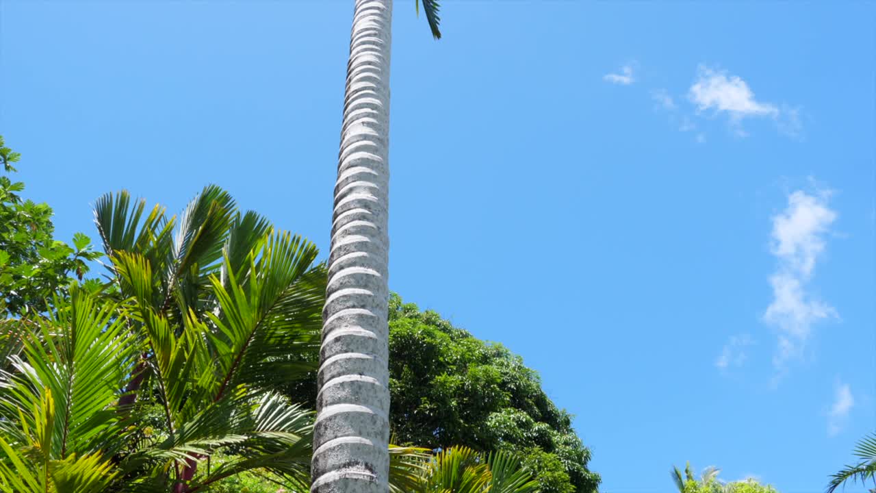 사방 에 울창 한 식물 과 함께  ⁇  에서 볼 수 있는 종려나무