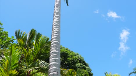 Eine-Palme-Von-Unten-Betrachtet-Mit-üppiger-Vegetation-Rundherum