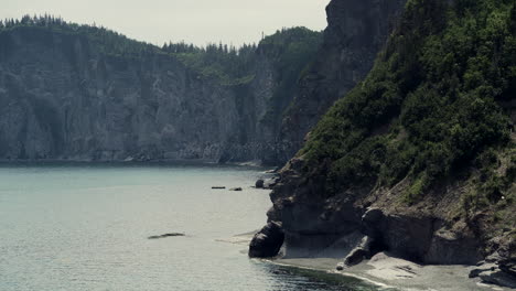 a colony of gulls fly in a circular motion above their prey while hunting in the ocean below epic ocean cliffs covered in trees in forillion national park, canada