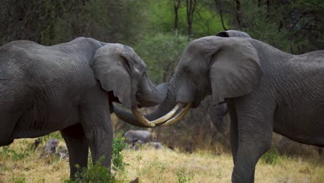 two elephants fighting with their tusks in serengeti, tanzania. slow motion.