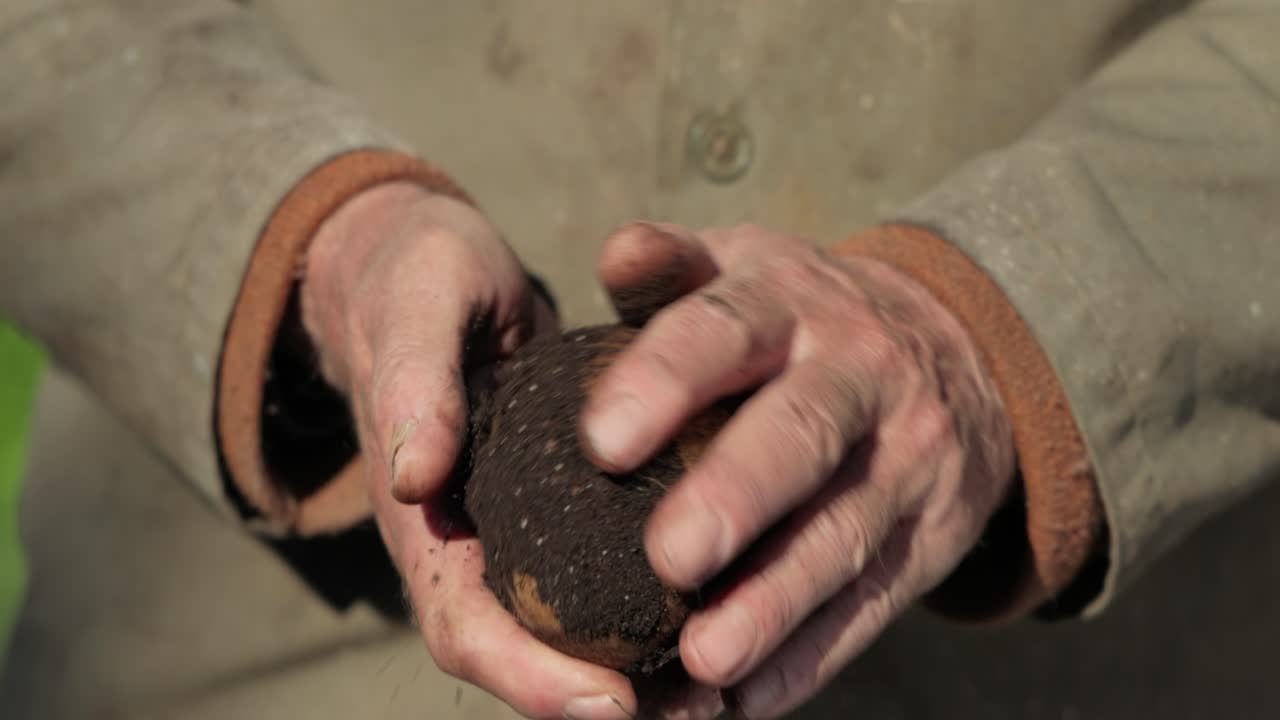 el granjero inspecciona su cosecha de patatas con las manos manchadas de tierra.