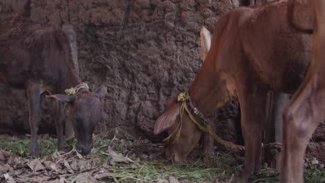 cow calf eating hay with another calf.