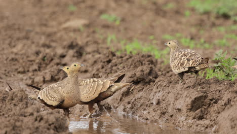 Bandada-De-Pájaros-Ganga-De-Vientre-Castaño-Sedientos-Y-Bebiendo-De-Un-Pozo-De-Agua-Muy-Pequeño-En-Medio-De-Un-Pastizal-Reseco-En-India