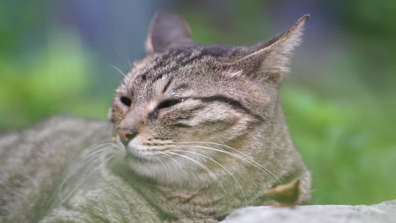 Primo piano di un gatto paffuto che si sta addormentando.