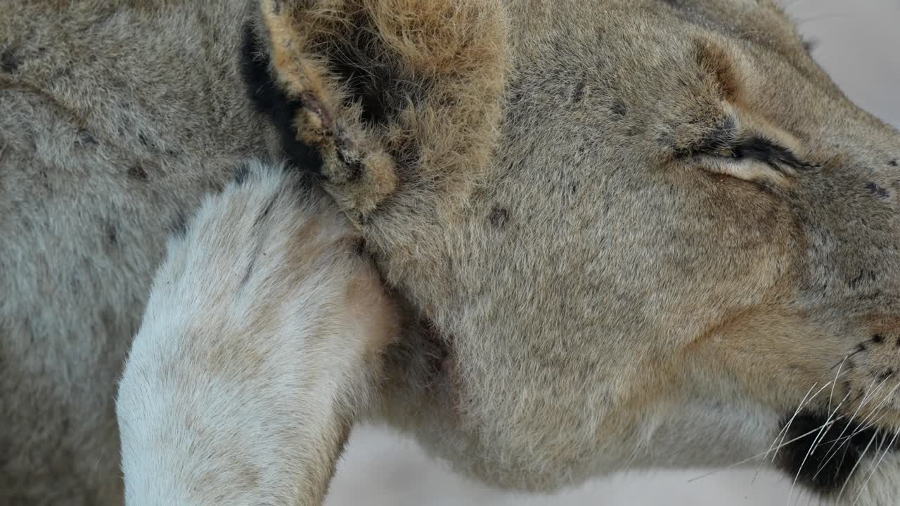 사자녀가 귀를 고 있습니다.