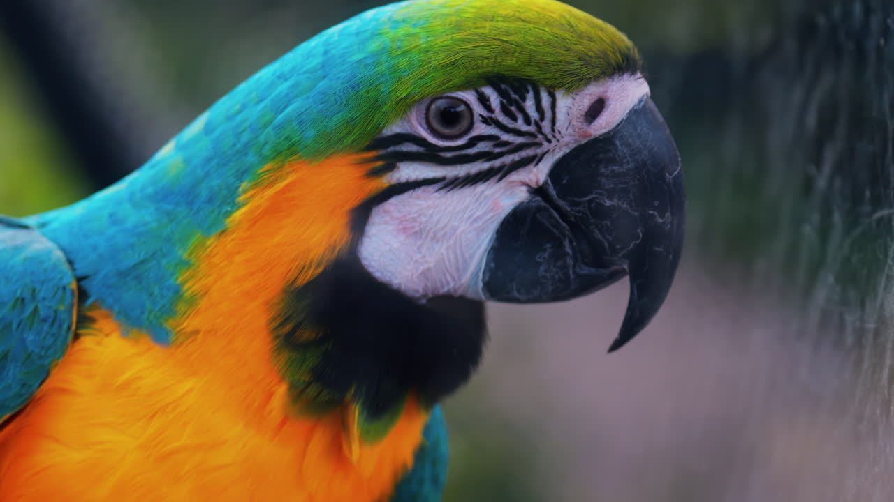 Close up of a turquoise Macaw bird on a blurred background