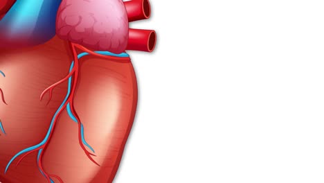 animation illustrating plaque accumulation in coronary arteries, leading to heart attack. detailed visuals highlight cardiovascular health risks