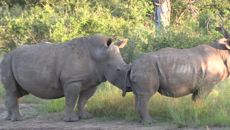 Mutter-Und-Junges-Nashorn-Gehen-Seite-An-Seite-Durch-Die-Gräser-Der-Savanne