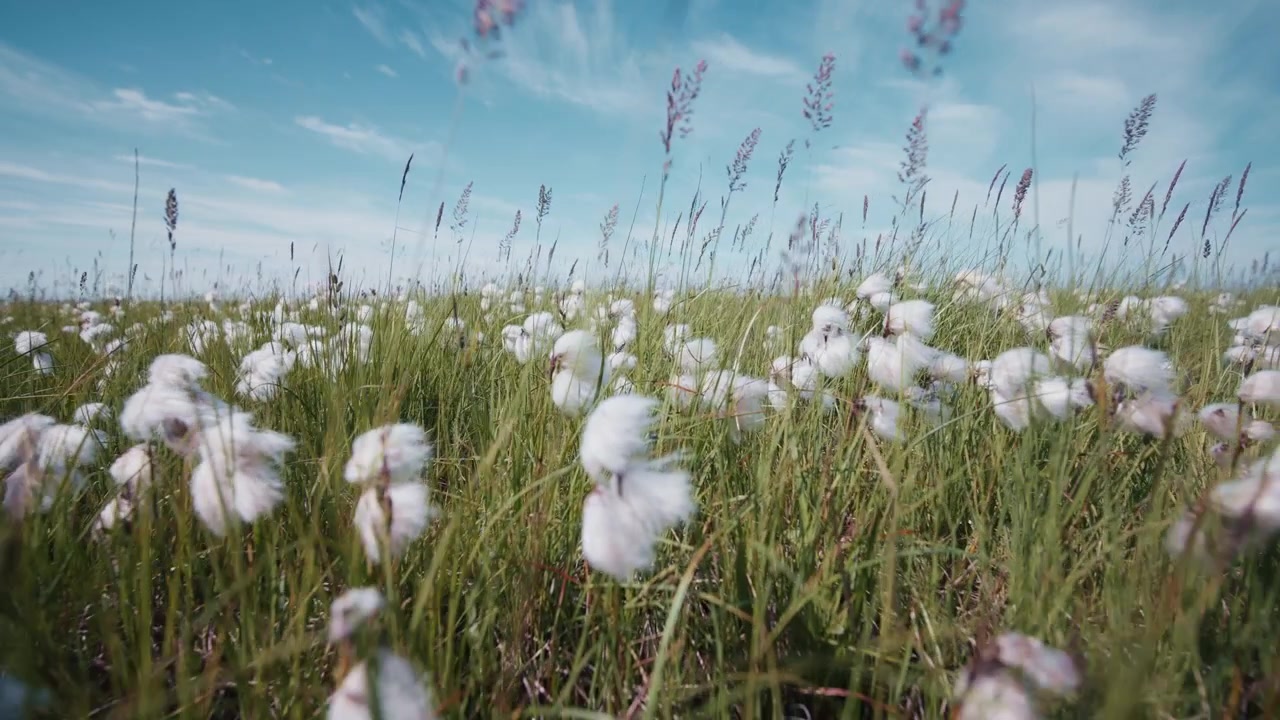 Rüzgarda Sallanan Beyaz Pamuk Otu, Yakın Çekim, Ağır Çekim, Eriophorum scheuchzeri