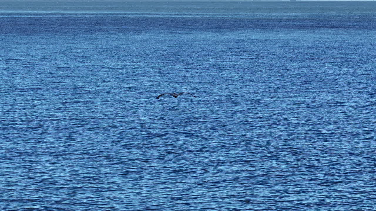 Low aerial shot of a brown pelican soaring just above the surface of the ocean near Hilton Head. Its wings are outstretched as it glides over the deep blue water