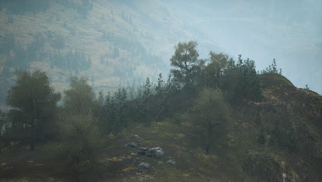 trees-on-meadow-between-hillsides-with-forest-in-fog