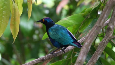 Exotic-purple-glossy-starling,-lamprotornis-purpureus-with-eye-catching-appearance,-striking-iridescent-plumage-perched-on-tree-branch-and-wondering-around-its-surrounding-environment,-close-up-shot