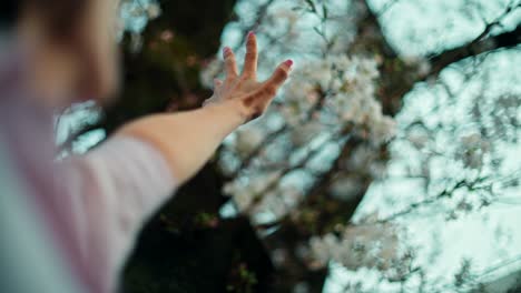 reaching for spring blossoms