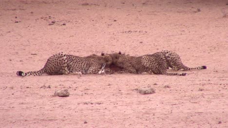 Coalición-De-Guepardos-Africanos-Comparten-Comer-Un-Antílope-Recientemente-Asesinado.