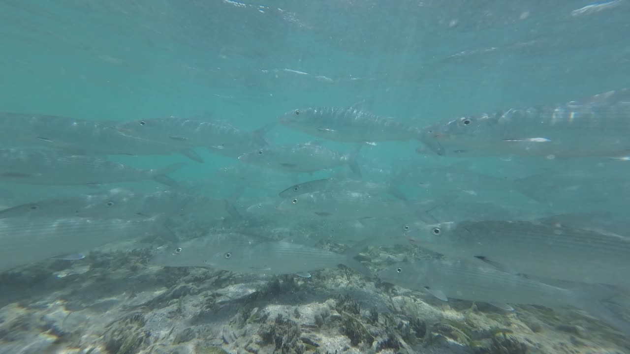 vista submarina en cámara lenta de los peces albula vulpes nadando sobre el arrecife de coral