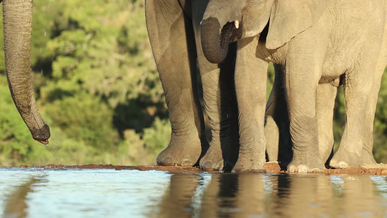 Medium shot of a female African elephant and her calf drinking at a waterhole in front of a hide in beautiful light, Greater Kruger