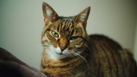 Striped-house-cat-is-facing-the-camera-while-sitting-on-a-comfortable-blanket