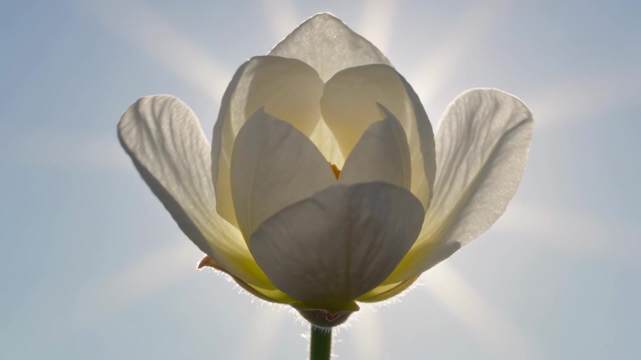 一朵白色花苞綻放，輕柔花瓣在陽光普照的淡藍色天空下逐漸展開，釋放花粉。