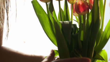 Woman-setting-beautiful-red-and-yellow-tulips-in-water