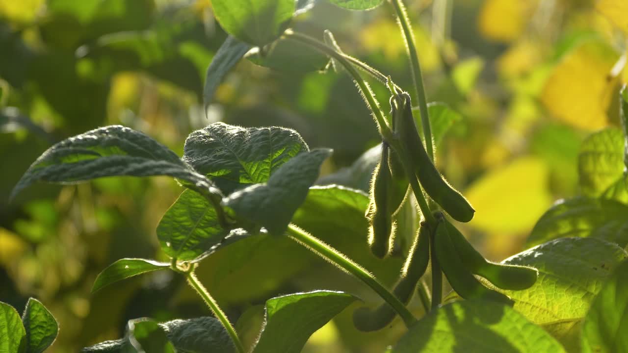 primer plano de frutos maduros de soja en el campo