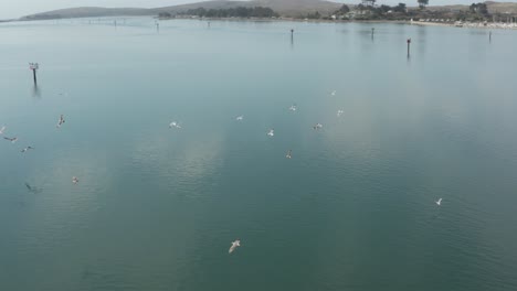 Video-Aéreo-Del-Antiguo-Muelle-Abandonado-Con-Pájaros-Volando-En-La-Bahía-De-Bodega-Del-Norte-De-California