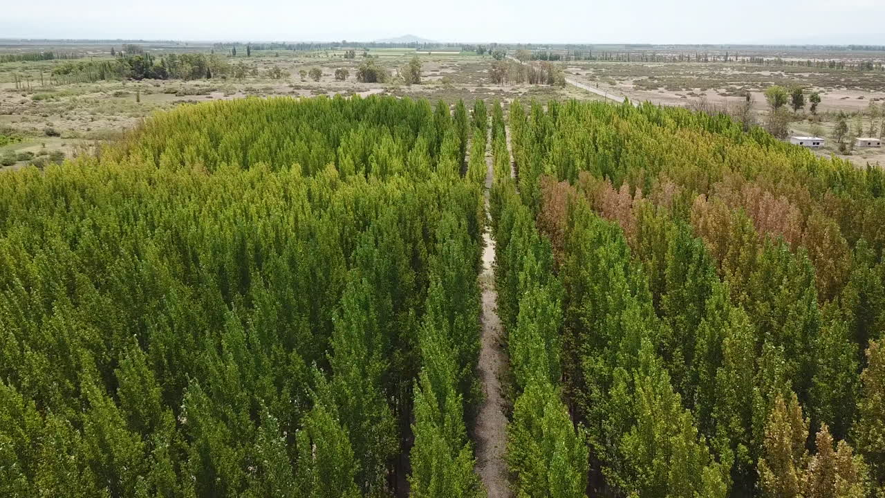 Aerial View of Artificial Forest and Lined Trees by Vineyard in Mendoza, Argentina