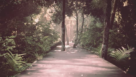 wooden walking way leading through beautiful autumn forest